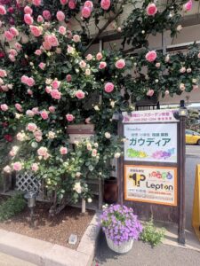 Pink roses climbing over a wooden trellis beside a signboard, with a purple potted plant in the foreground.